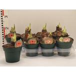Hippeastrum Ratsuritäht 14cm