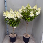 Hydrangea Hortensia pani 32cm h150