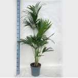 Howea forsteriana Kentiapalm 27cm
