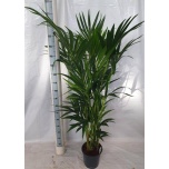 Howea fors Kentiapalm 27cm