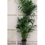 Howea forsteriana 27cm