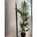 Howea Kentiapalm 27cm