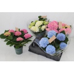 Hydrangea Hortensia 14cm MIX