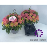 Hydrangea Hortensia macr Table Tensia 23cm