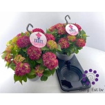 Hydrangea Hortensia macr Table Tensia 23cm