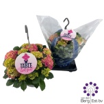 Hydrangea Hortensia macr Table Tensia 23cm