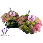 Hydrangea Hortensia macr Table Tensia 23cm