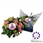 Hydrangea Hortensia macr Table Tensia 23cm