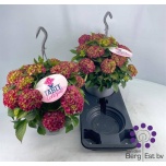 Hydrangea Hortensia macr Table Tensia 23cm