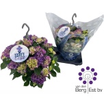 Hydrangea Hortensia macr Table Tensia 23cm