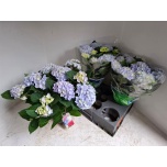 Hydrangea Hortensia macr Ankong 15cm