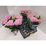 Hydrangea Hortensia macr Ankong 15cm