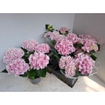 Hydrangea Hortensia macr Ankong 15cm
