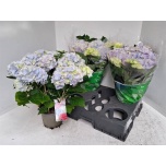 Hydrangea Hortensia macr Ankong 15cm
