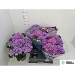 Hydrangea Hortensia Early Blue 14cm