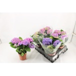 Hydrangea Hortensia Early Blue 14cm