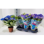 Hydrangea Hortensia Early Blue 14cm
