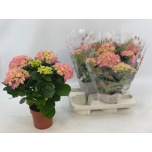 Hydrangea Hortensia Early Rosa 14cm