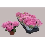 Hydrangea Hortensia macr Early Rosa 10,5cm