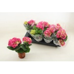 Hydrangea Hortensia macr early rosa 10cm