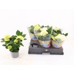 Hydrangea Hortensia macr Wudu 13cm