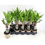 Yucca Tääkliilia 12cm