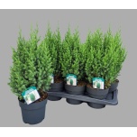 Juniperus Kadakas Stricta 17cm