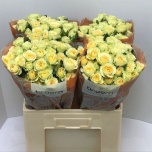 Kobarroos 60cm Bandolero