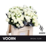 Kobarroos 40cm Bridal Flow