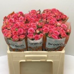 Kobarroos 50cm Chimo