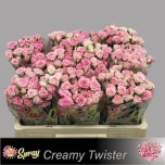 Kobarroos 50cm Creamy Twister