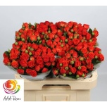 Kobarroos 60cm Earth & Fire