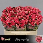 Kobarroos 50cm Fireworks