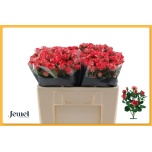 Kobarroos 50cm Fireworks