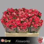Kobarroos 50cm Fireworks
