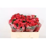 Kobarroos 50cm Fireworks