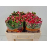 Kobarroos 50cm Fireworks