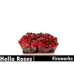 Kobarroos 50cm Fireworks