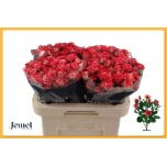 Kobarroos 60cm Fireworks