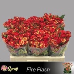 Kobarroos 50cm Fire Flash