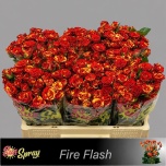 Kobarroos 50cm Fire Flash
