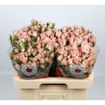 Kobarroos 60cm Fleurette