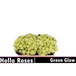 Kobarroos 50cm Green Glow