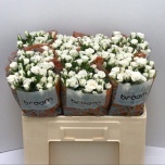 Kobarroos 50cm Jeanine