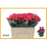 Kobarroos 50cm Lianne