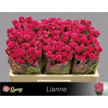 Kobarroos 50cm Lianne