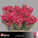 Kobarroos 60cm Lianne