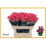 Kobarroos 70cm Lianne