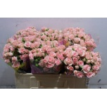 Kobarroos 50cm Lydia