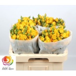 Kobarroos 60cm Marisa